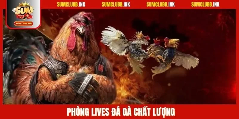 Phòng lives đá gà chất lượng
